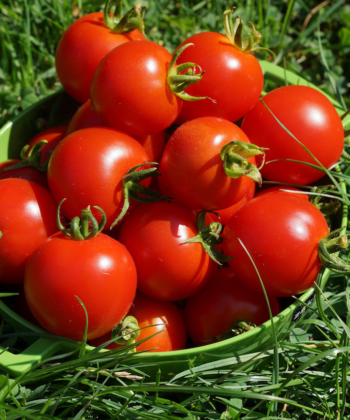 Tomate Geranium Kiss. Einfach lecker.