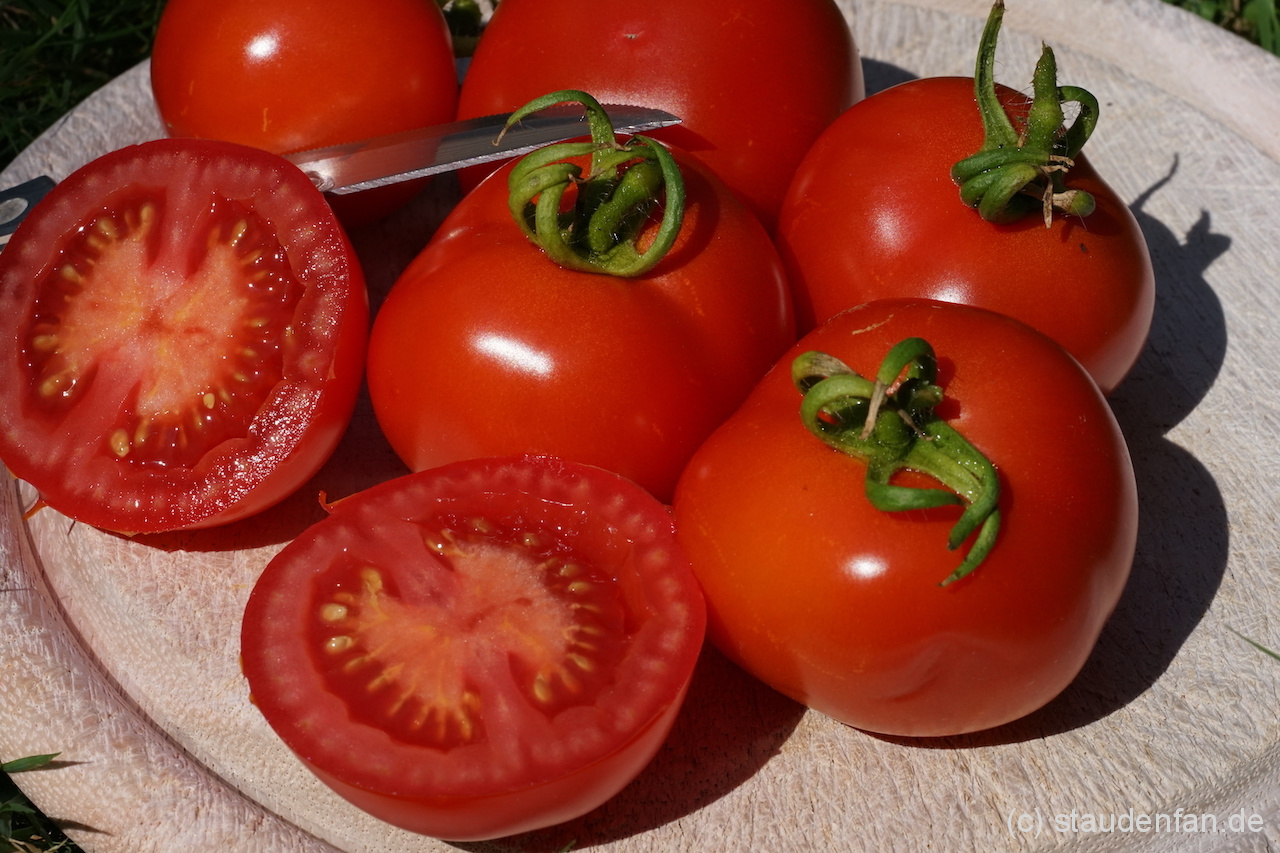 Die Tomate Iris ist eine alte deutsche Tomatensorte.