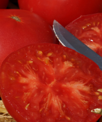 Einfach lecker: Die Heirloom Tomate Missouri Pink Love Apple.