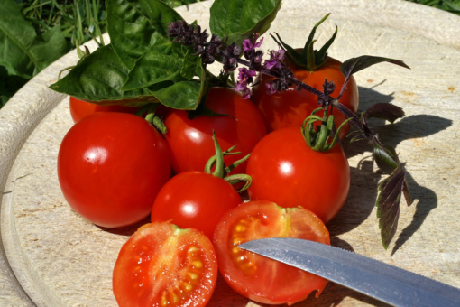 Die Busch-Tomate 'Red Alert' sorgt für eine reiche Ernte.
