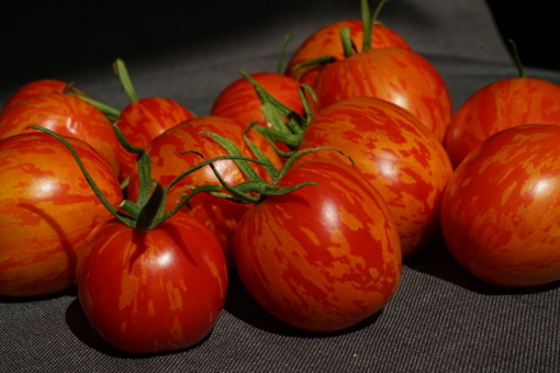 Die roten Früchte der Tomate Russian Queen tragen ein gelbes Streifenmuster.