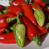 Die Chili Fish Peppers ist mild und sieht super aus.