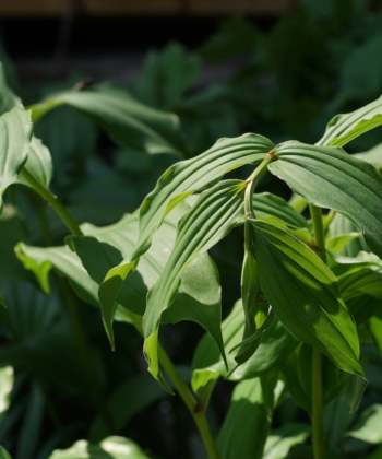 Die amerikanische Waldstaude Maianthemum racemosum (Duftsiegel) ist eine sehr prächtige Art aus der Gattung der Schattenblumen.