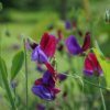 Typisch für die wilde Lathyrus odoratus sind die kräftigen Blütenfarben und der intensive Duft.