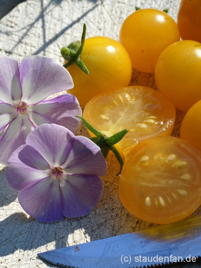 Die Tomate 'Venus' ist eine leckere gelbe Cocktailtomate mit ausgeprägtem Aroma.