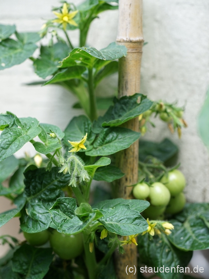 Tomate Venus am Strauch
