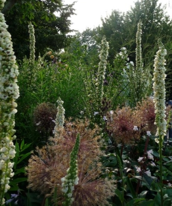 Die Weiße Königskerze Verbascum nigrum ‚Album’ im Staudenbeet.