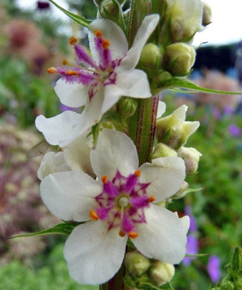 Verbascum nigrum ‚Album’, die Weiße Königskerze.