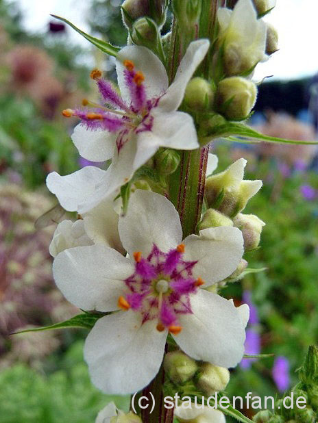 Verbascum nigrum ‚Album’, die Weiße Königskerze.