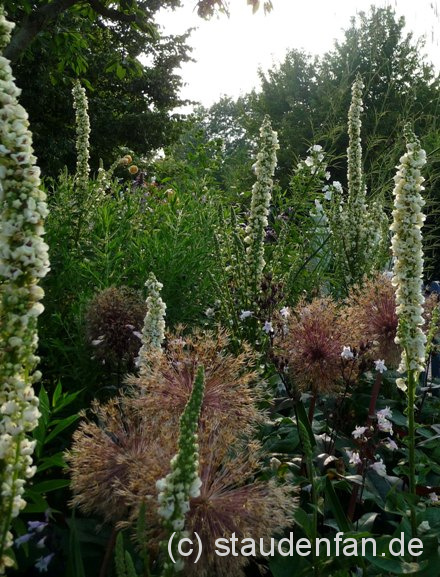 Die Weiße Königskerze Verbascum nigrum ‚Album’ im Staudenbeet.