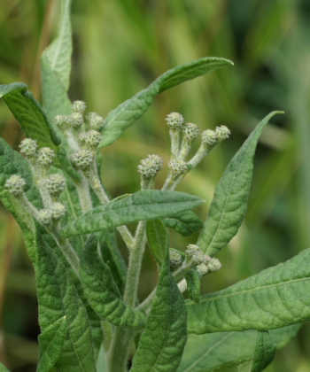 Die Wildpflanze Vernonia baldwinii CW2016271 hat faszinierend geformte Blütenknospen.