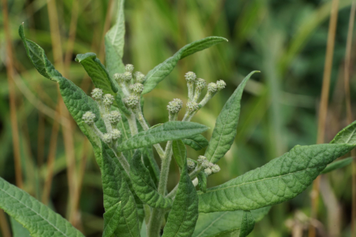 Die Wildpflanze Vernonia baldwinii CW2016271 hat faszinierend geformte Blütenknospen.