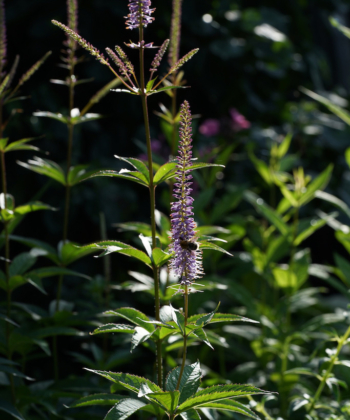 Veronicastrum virginicum 'Adoration' ist eine Auslese von Piet Oudolf.