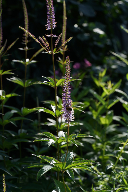 Veronicastrum virginicum 'Adoration' ist eine Auslese von Piet Oudolf.