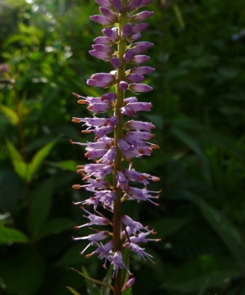 Veronicastrum virginicum 'Adoration' hat lavendelfarbende Blüten mit Knospen die dunklere Spitzen besitzen.