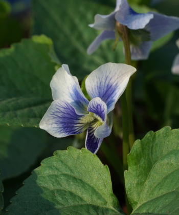 Viola sororia 'Priceana' liebt einen feuchten Boden und blüht bezaubernd.