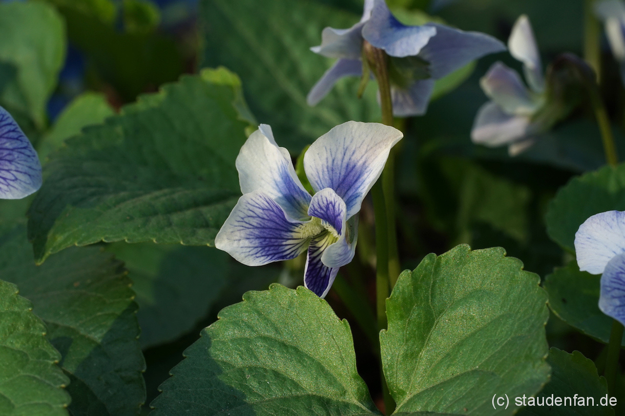 Viola sororia 'Priceana' liebt einen feuchten Boden und blüht bezaubernd.