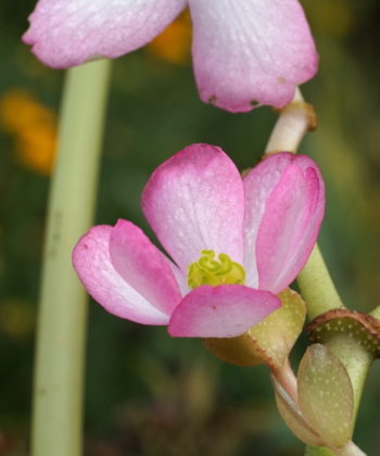 Weibliche Blüte von Begonia emeiensis.