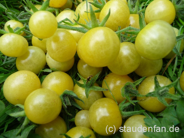 Tomate White Currant