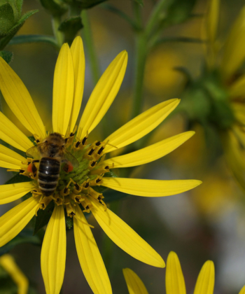 Wie alle Pflanzen aus der Gattung Silphium, ist auch Silphium integrifolium bienenfreundlich und bei hemischen Insekten beliebt.