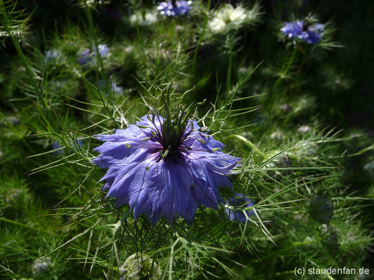 Nigella damascena ‚BlauWeißerMix’ Schwarzkümmel, Samen Gärtnerei