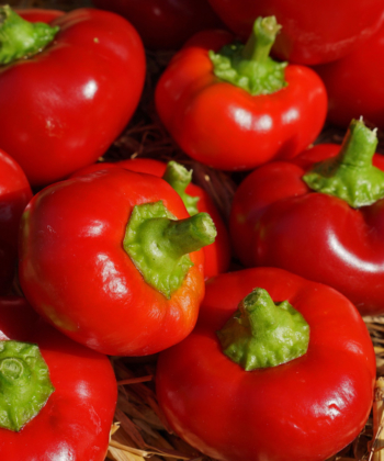 Paprika ‘Baby Bell’, Samen – Gärtnerei Staudenfan