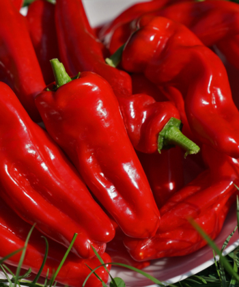 Für den Frischverzehr oder zum Kochen ideal: Paprika Figitelli Sicilia.