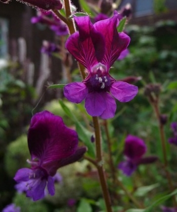 Die Blüten des Köcherblümchens Cuphea viscosissima erinnern an einen Fledermauskopf.