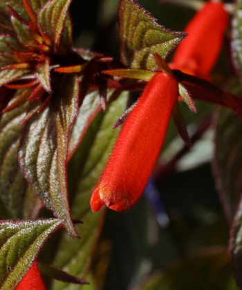 Verheißungsvolle Knospen von Seemannia x Little Red.