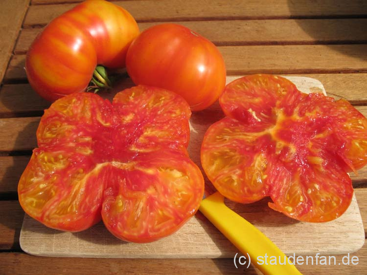 Tomate Golden Cherokee