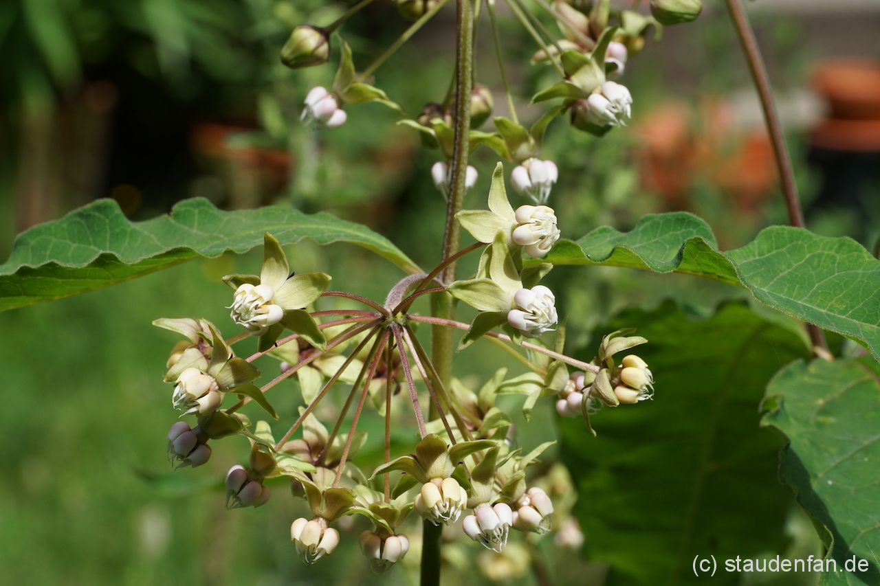 Asclepias exaltata Gärtnerei Staudenfan