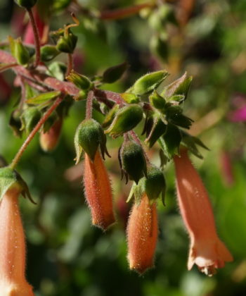 Sinningia 'Bananas Foster' zeigt sich variabel in der Blütenfarbe.