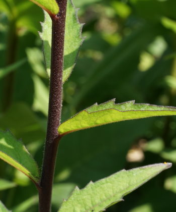 Das namensgebende Laub von Silphium asteriscus var. dentatum CW2016206.