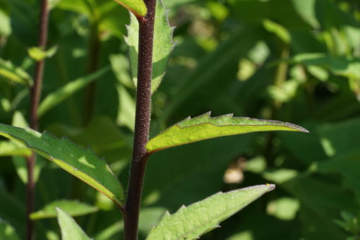 Das namensgebende Laub von Silphium asteriscus var. dentatum CW2016206.