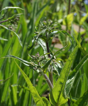 Die Knospen von Penstemon tenuiflorus CWAH2018121.