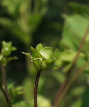 Die Knospen von Silphium asteriscus var. dentatum CW2016206 sind wunderbar gerandet.