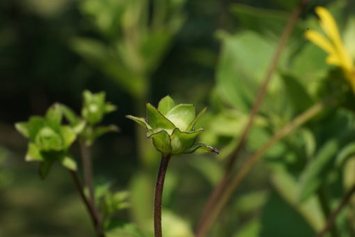 Die Knospen von Silphium asteriscus var. dentatum CW2016206 sind wunderbar gerandet.