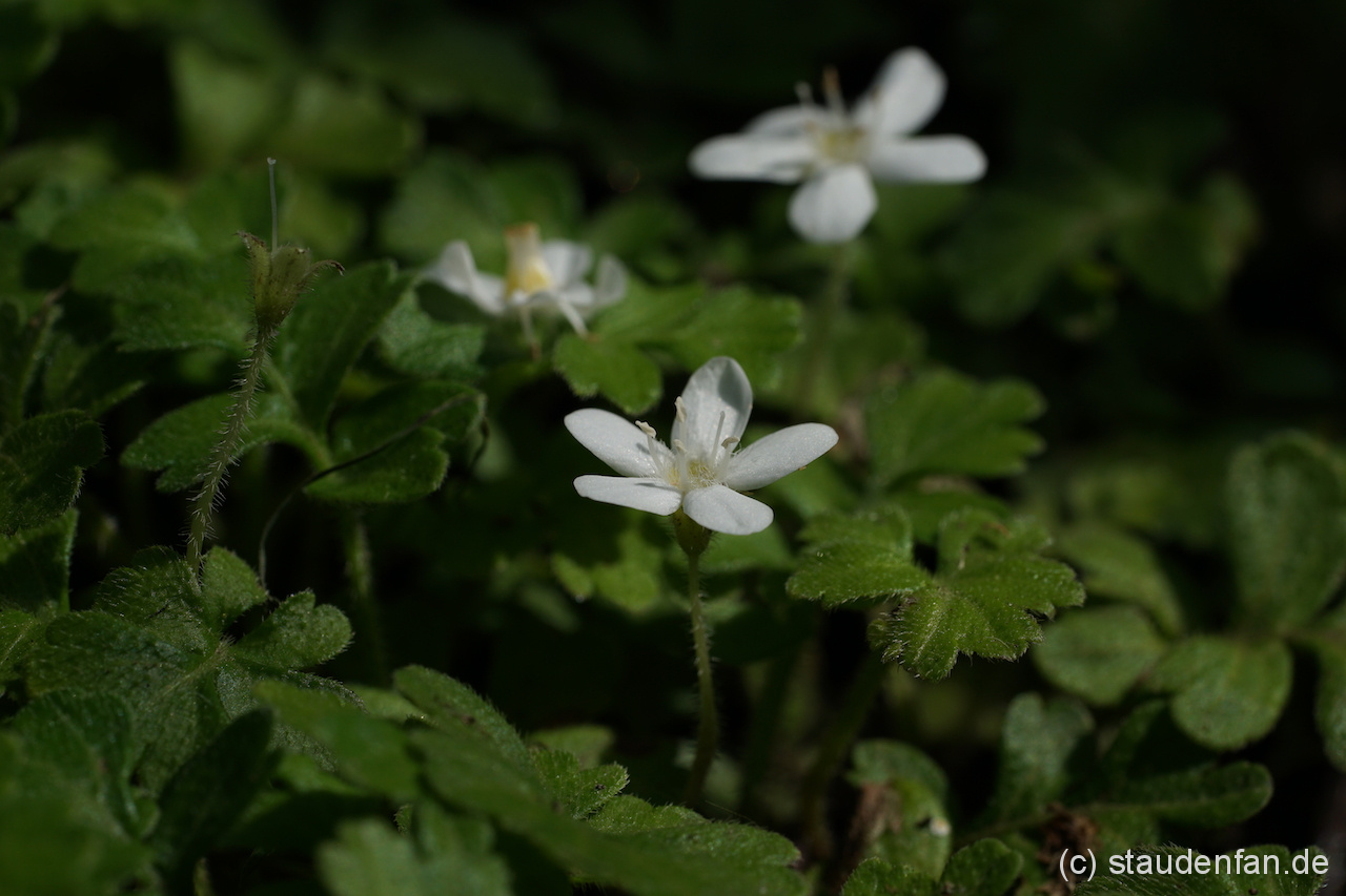 Ellisiophyllum pinnatum BSWJ197.