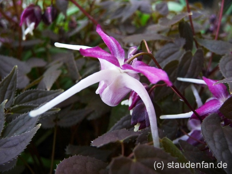 Epimedium grandiflorum Queen Esta.