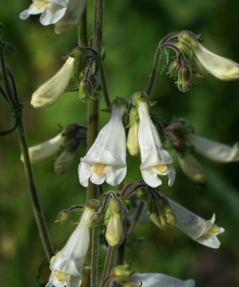 Penstemon tenuiflorus CWAH2018121 mit seinen ungewöhnlichen Blüten