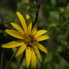 Silphium asteriscus var. dentatum CW2016206.