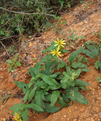 Silphium asteriscus var. dentatum CW2016206 am Naturstandort in Alabama.