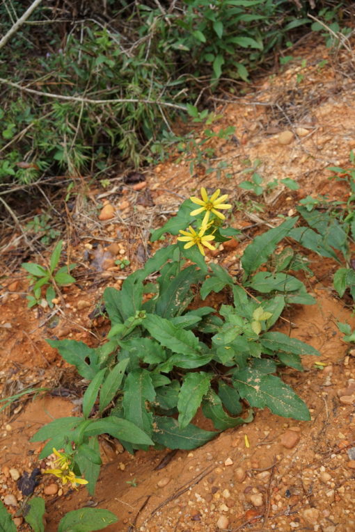 Silphium asteriscus var. dentatum CW2016206 am Naturstandort in Alabama.