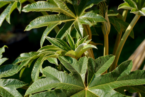 Üppige tropisch anmutende Blätter vom Chinesischen Reispapierbaum (Tetrapanax papyrifer).