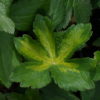 Astrantia major 'Green Tapestry'.