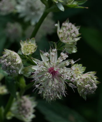 Astrantia major 'Green Tapestry' hat auch schmucke Blüten.