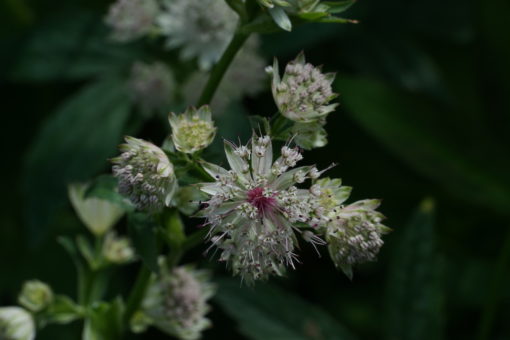 Astrantia major 'Green Tapestry' hat auch schmucke Blüten.