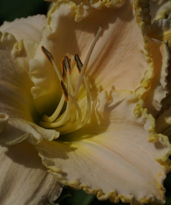 Die Taglilie Hemerocallis 'White Mountain' besitzt riesige Blüten.