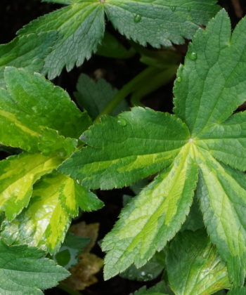 Die Laubpanaschierung von Astrantia major 'Green Tapestry'.