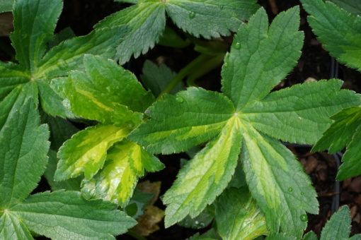 Die Laubpanaschierung von Astrantia major 'Green Tapestry'.